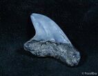 Rare Alopias Grandis Tooth (Giant Thresher Shark) #1436-1